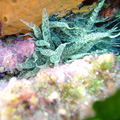 Buceo - profundidades de Elba